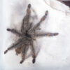 Psalmopoeus irminia - obrazek 3