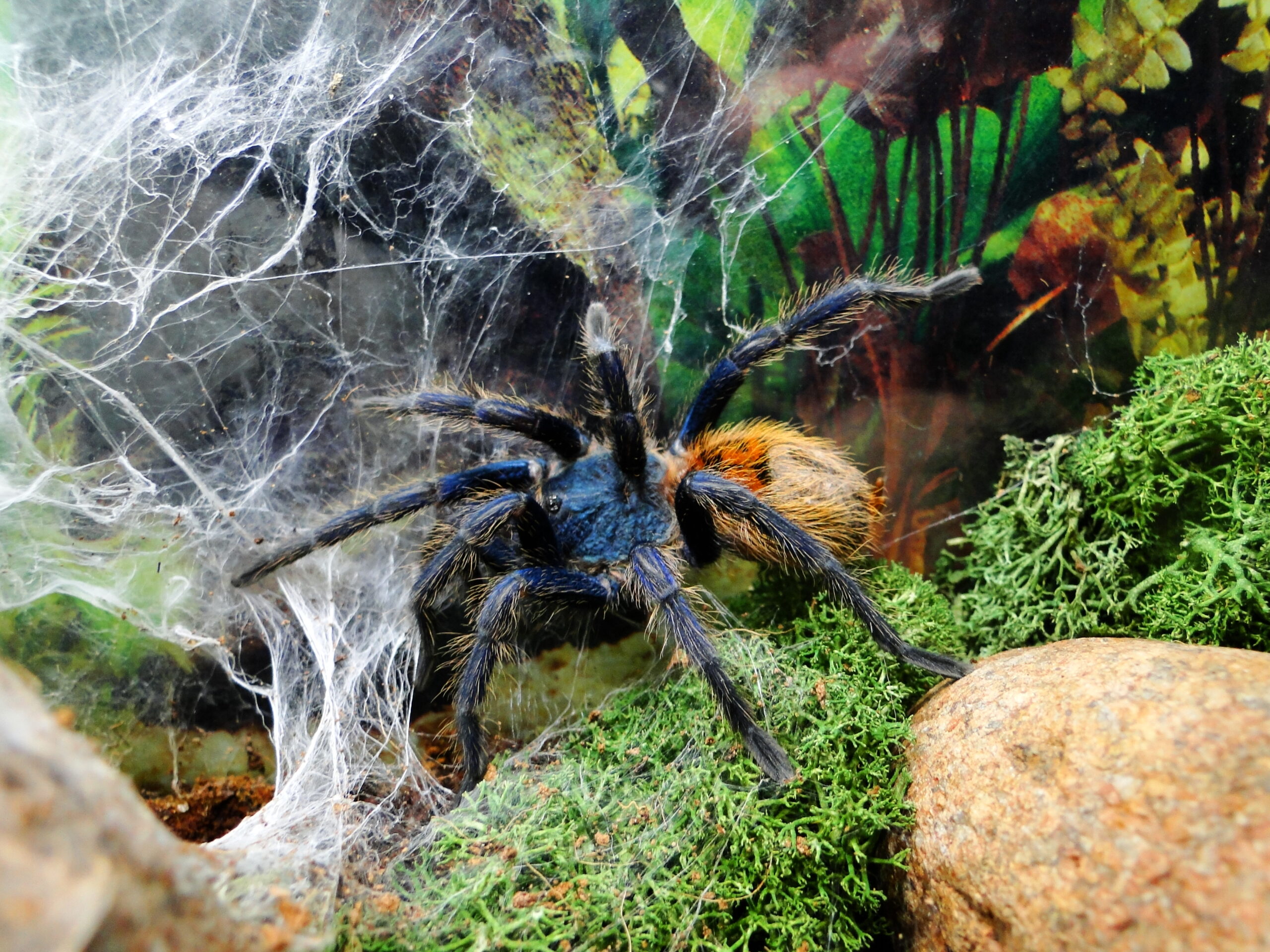 Chromatopelma cyaneopubescens - obrazek 2