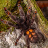Psalmopoeus irminia - obrazek 2