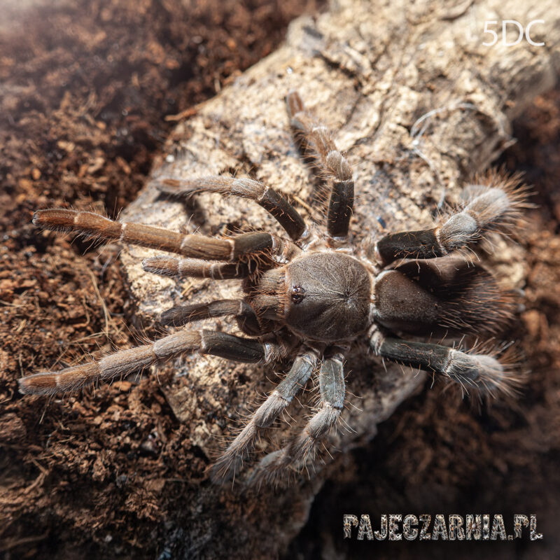 Hysterocrates gigas