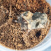 Psalmopoeus irminia - obrazek 4