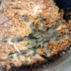 Poecilotheria Ornata | Ptasznik zdobiony - obrazek 6