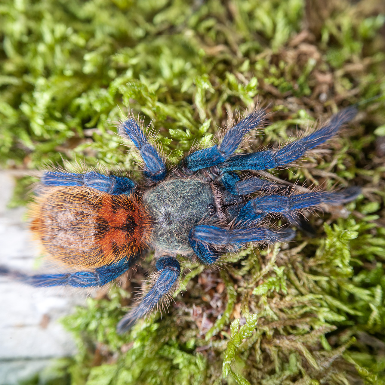 Chromatopelma cyaneopubescens - obrazek 6