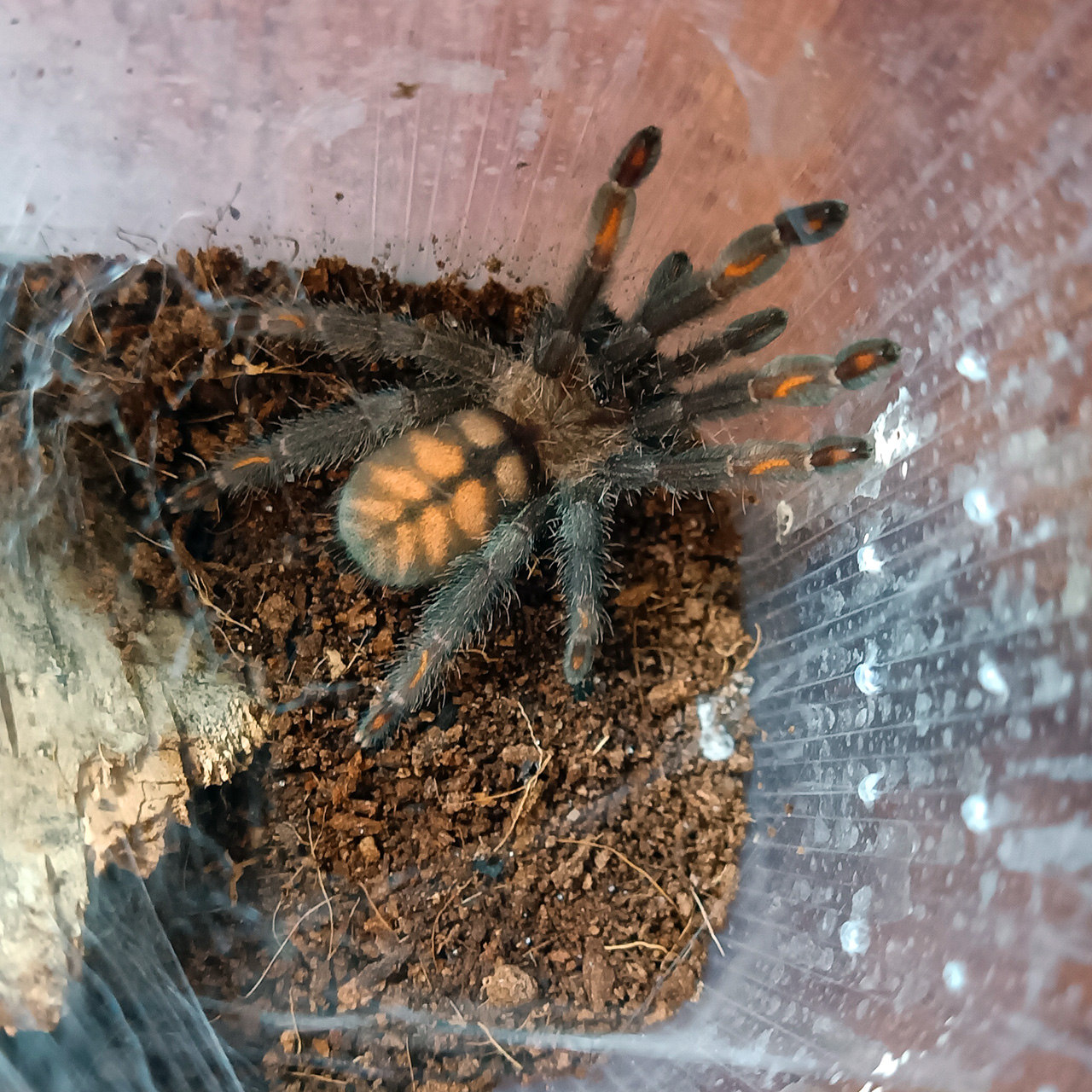 Psalmopoeus irminia - obrazek 4