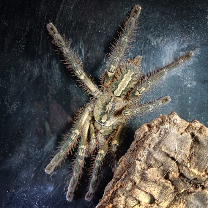 Poecilotheria Ornata | Ptasznik zdobiony - obrazek 4