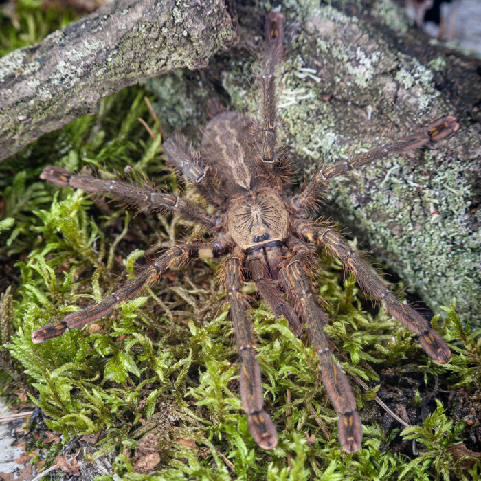 Poecilotheria Ornata | Ptasznik zdobiony