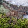 Poecilotheria Ornata | Ptasznik zdobiony - obrazek 2