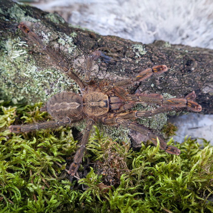 Poecilotheria Ornata | Ptasznik zdobiony - obrazek 2