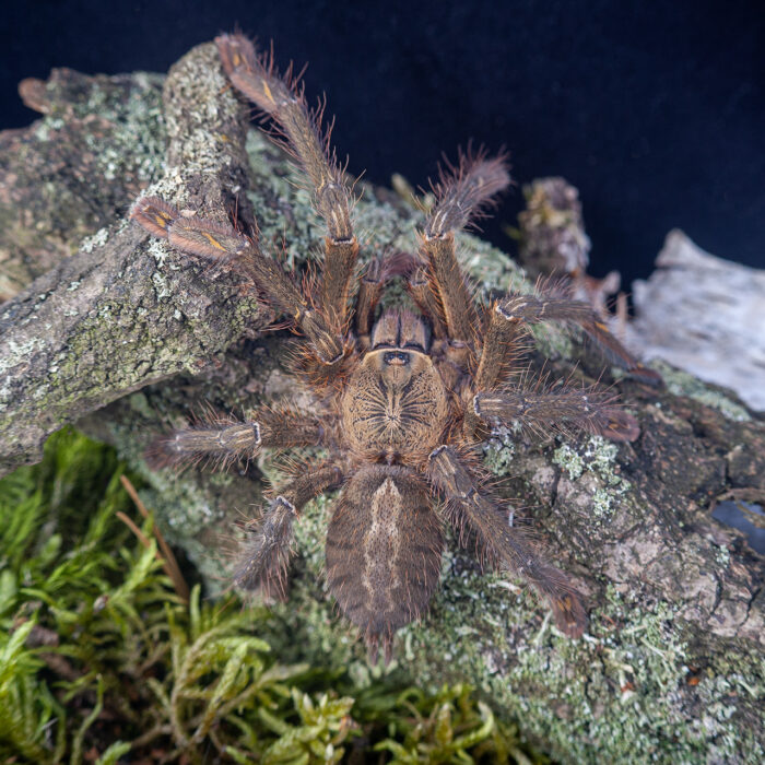 Poecilotheria Ornata | Ptasznik zdobiony - obrazek 3