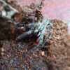 Poecilotheria Ornata | Ptasznik zdobiony - obrazek 7