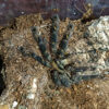 Poecilotheria Ornata | Ptasznik zdobiony - obrazek 5