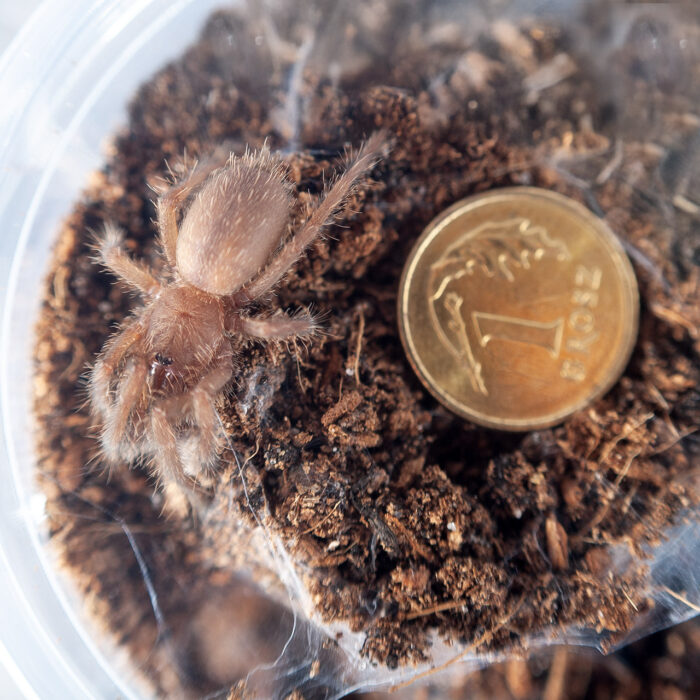 Chilobrachys sp. Blue Vietnam