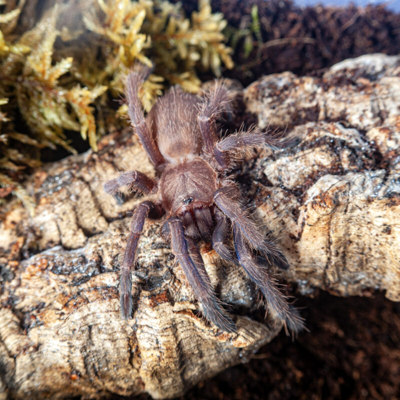Chilobrachys sp. Blue Vietnam