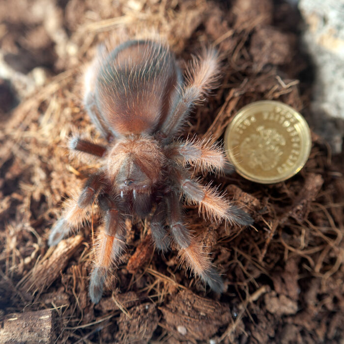 Brachypelma emilia