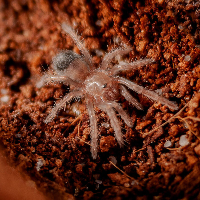 Brachypelma emilia - obrazek 2