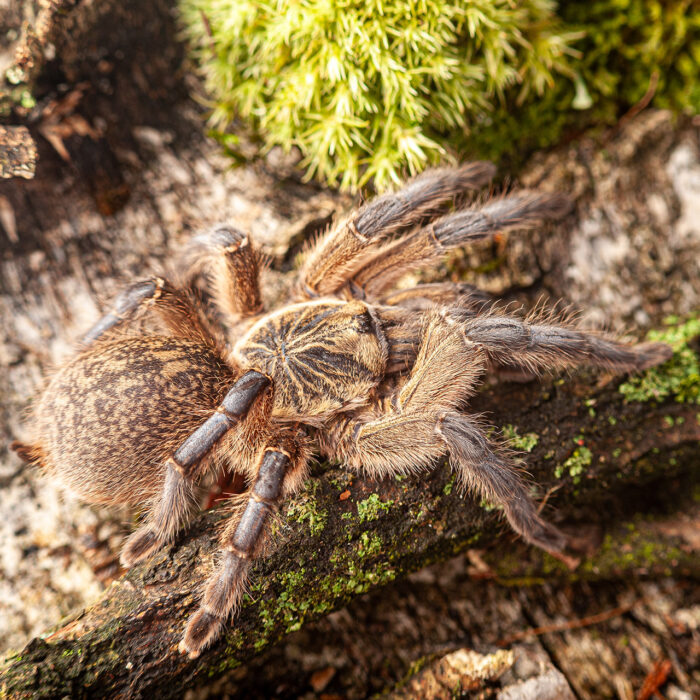 Harpactira pulchripes - obrazek 2