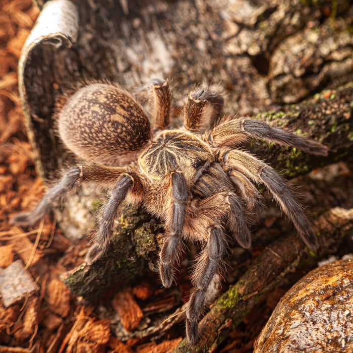 Harpactira pulchripes