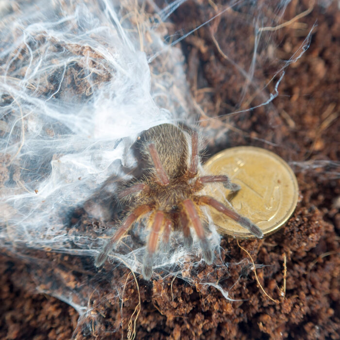 Harpactira pulchripes - obrazek 4