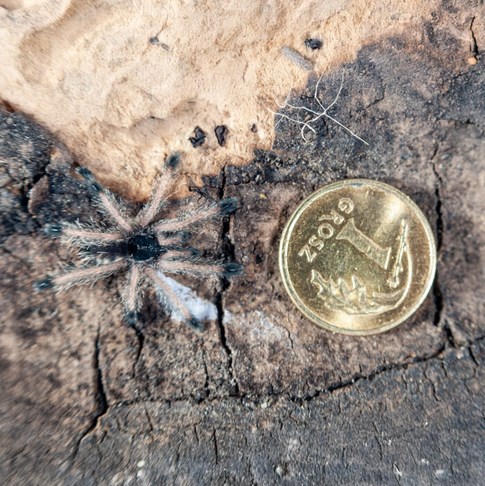 Avicularia juruensis M2 (ex. peru purple) - obrazek 6