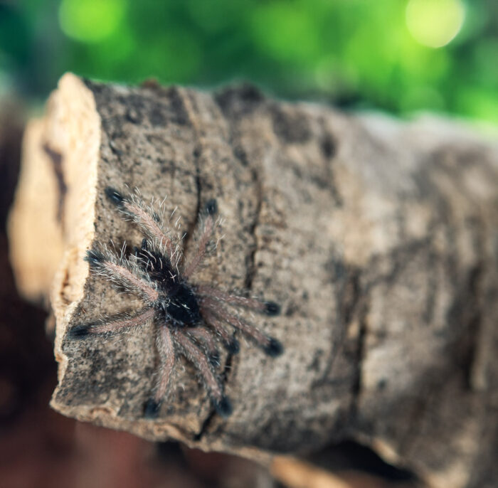 Avicularia juruensis M2 (ex. peru purple) - obrazek 5