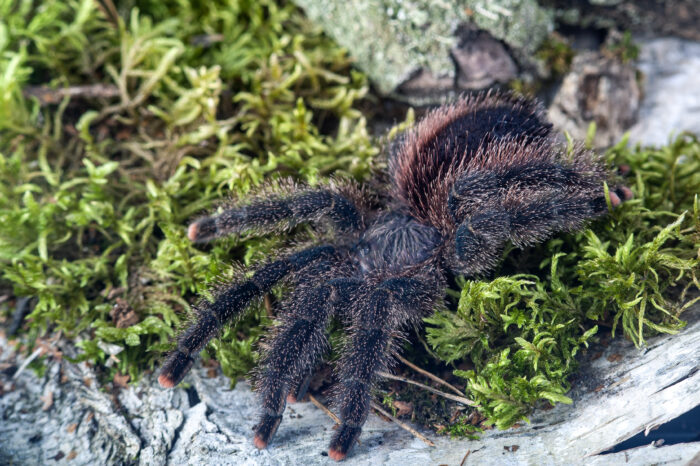 Avicularia juruensis M2 (ex. peru purple) - obrazek 3