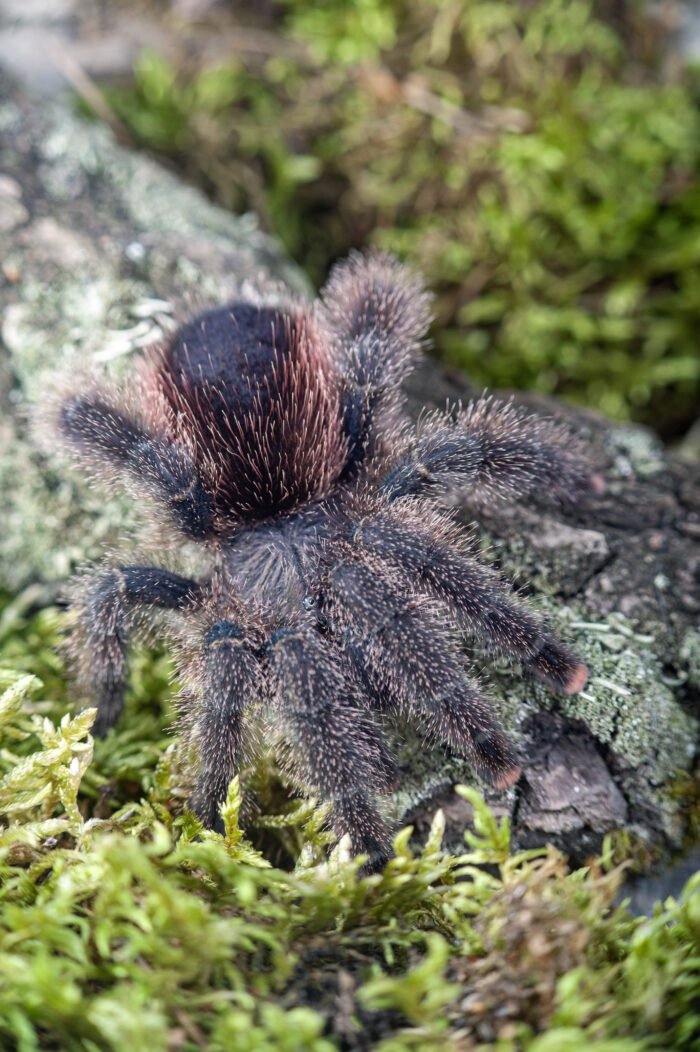 Avicularia juruensis M2 (ex. peru purple)