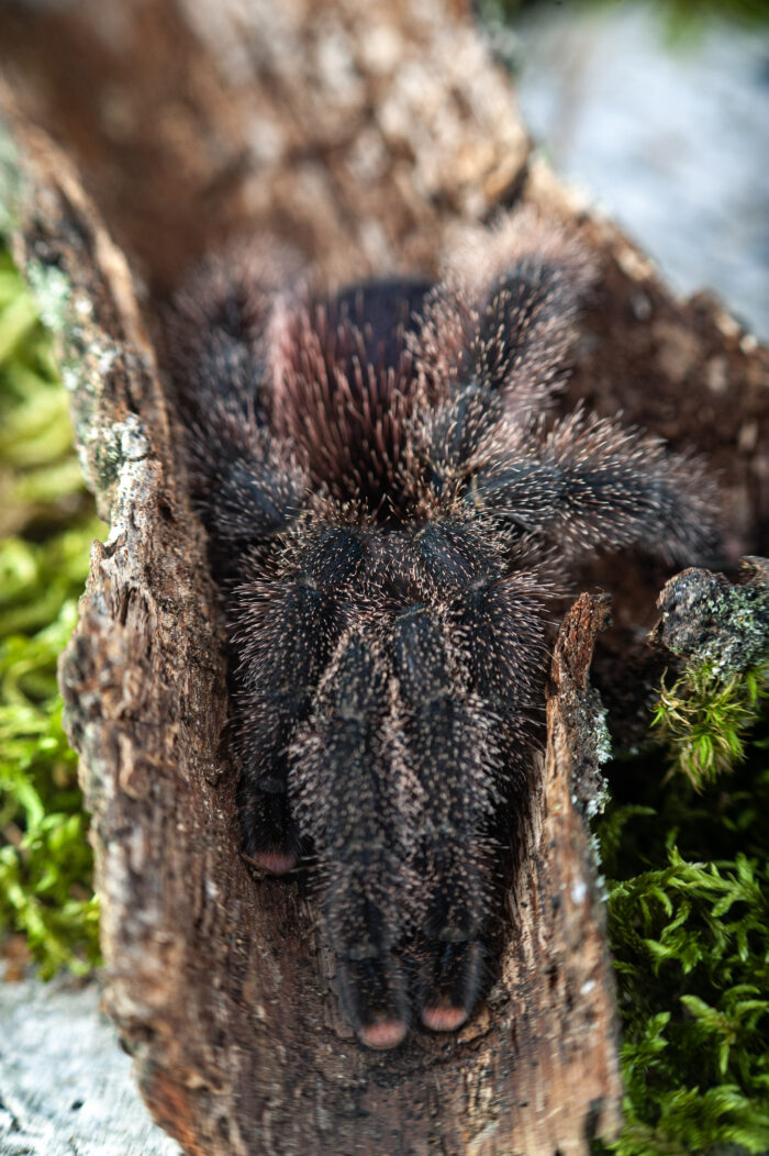 Avicularia juruensis M2 (ex. peru purple) - obrazek 4