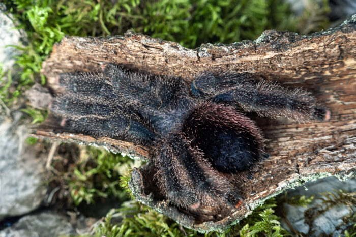 Avicularia juruensis M2 (ex. peru purple) - obrazek 2