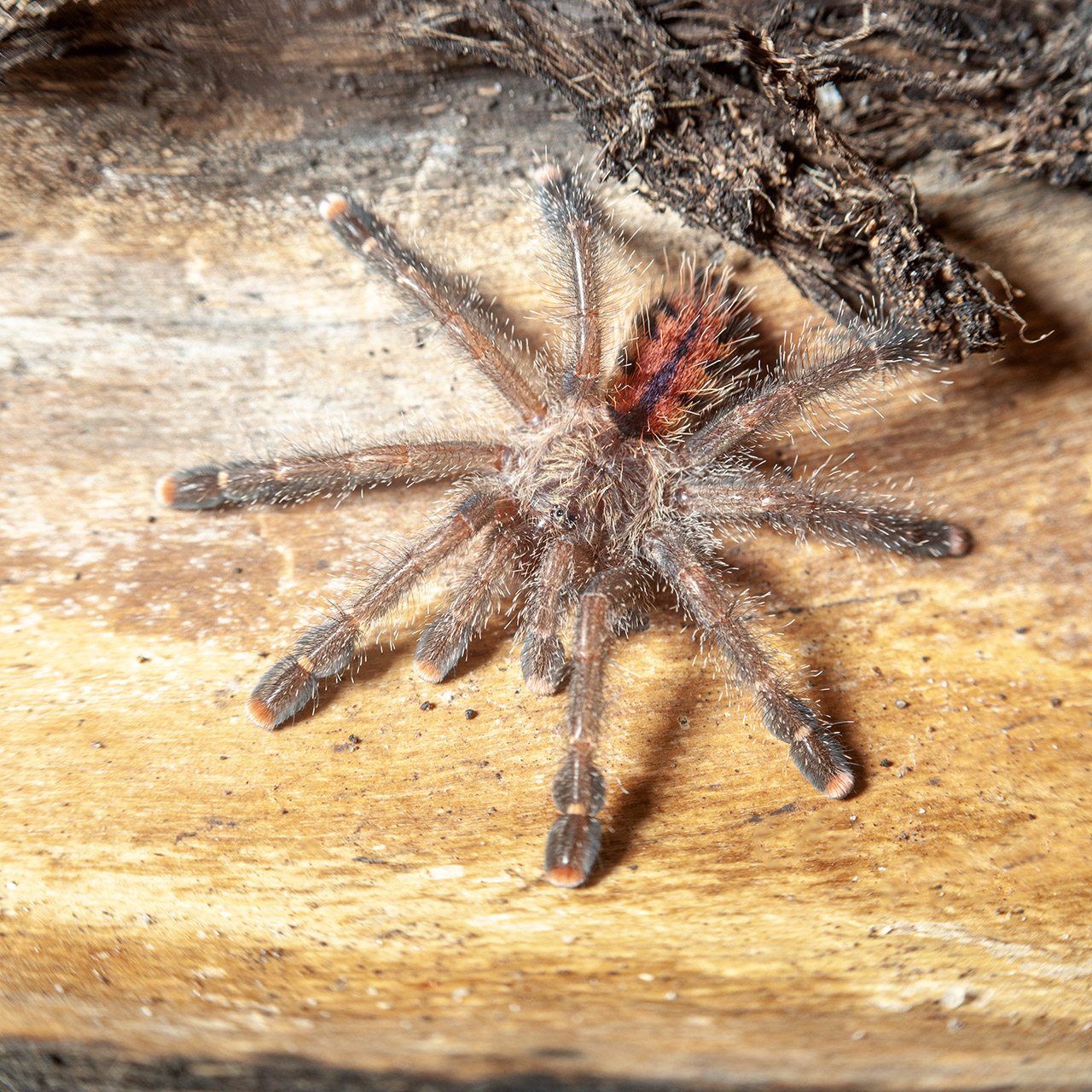 Avicularia juruensis M2 (ex. peru purple) - obrazek 5