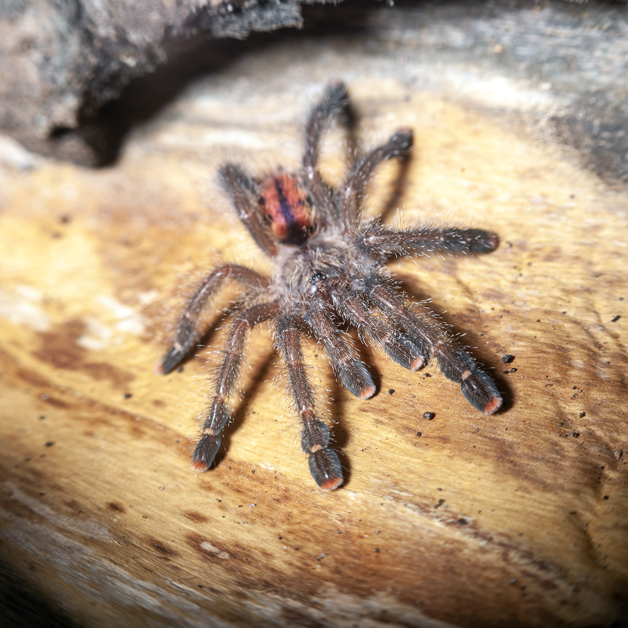 Avicularia juruensis M2 (ex. peru purple) - obrazek 6