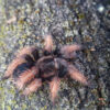 Brachypelma klaasi - obrazek 2