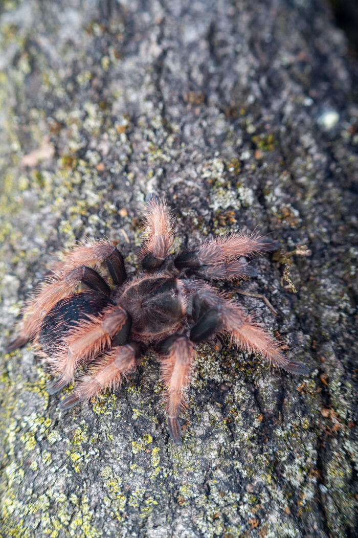 Brachypelma klaasi - obrazek 2