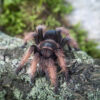 Brachypelma klaasi