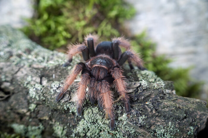 Brachypelma klaasi