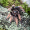 Brachypelma klaasi - obrazek 3
