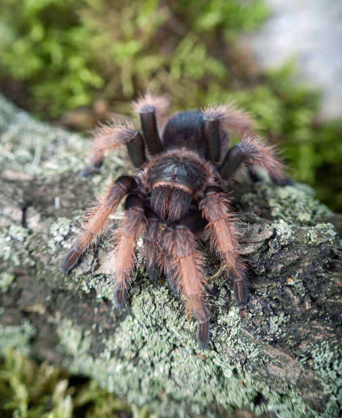 Brachypelma klaasi - obrazek 3