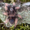 Brachypelma klaasi - obrazek 4