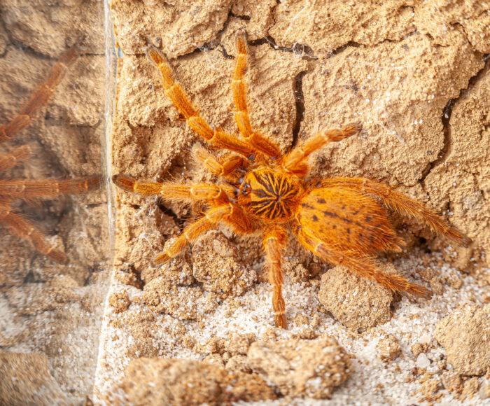 Pterinochilus murinus (Usambara)