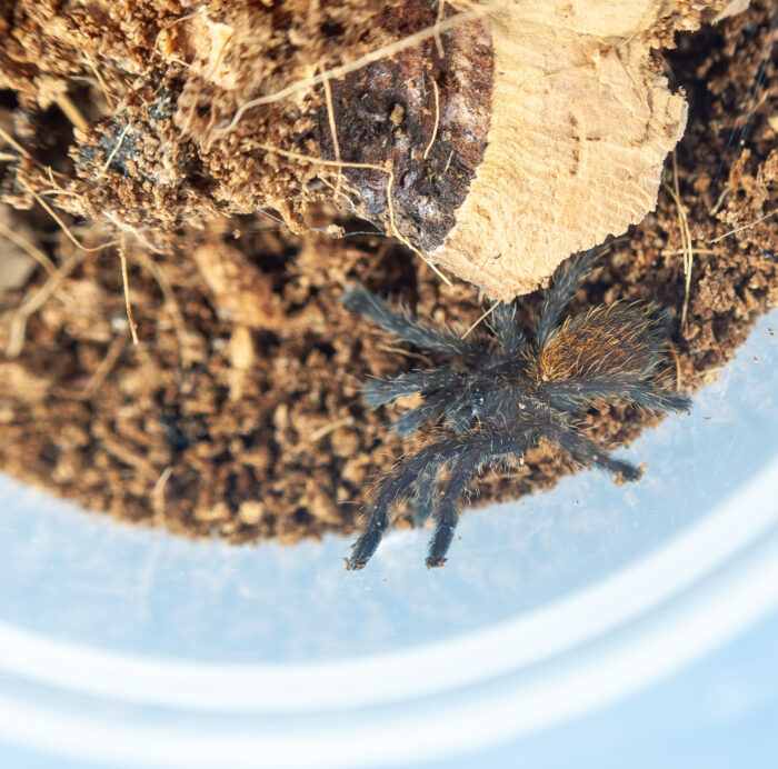 Pterinochilus murinus (Usambara) - obrazek 3