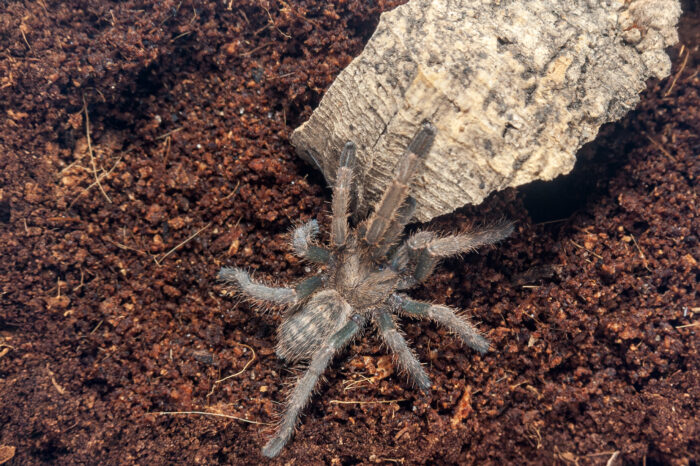 Ornithoctoninae sp. 'Vendula'