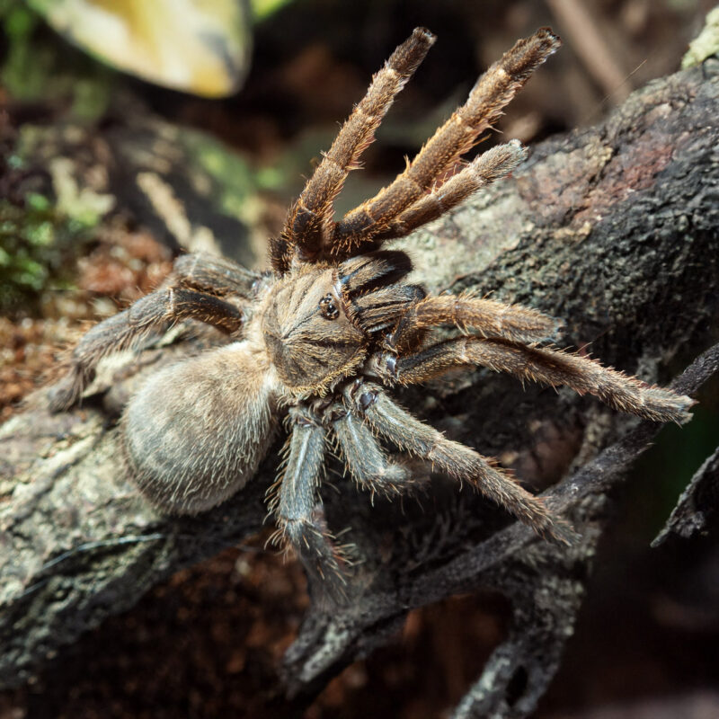 Ornithoctoninae sp. 'Vendula'