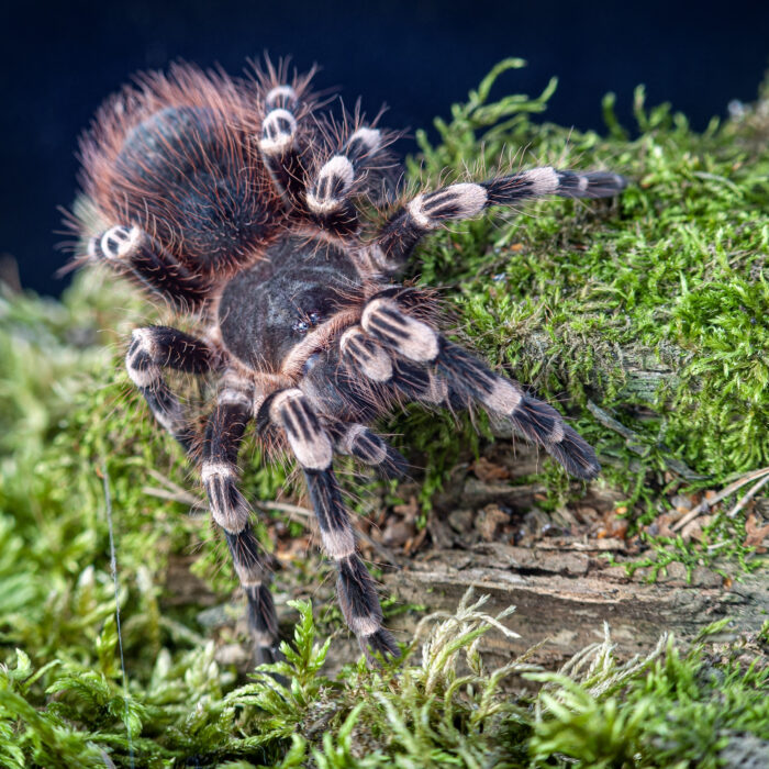 Acanthoscurria geniculata / Ptasznik białokolanowy - obrazek 3