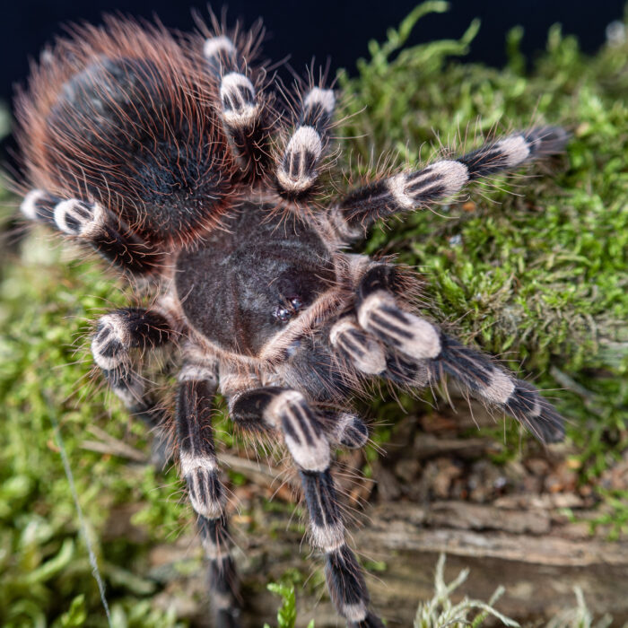 Acanthoscurria geniculata