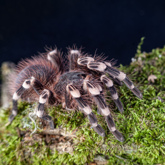 Acanthoscurria geniculata / Ptasznik białokolanowy - obrazek 2