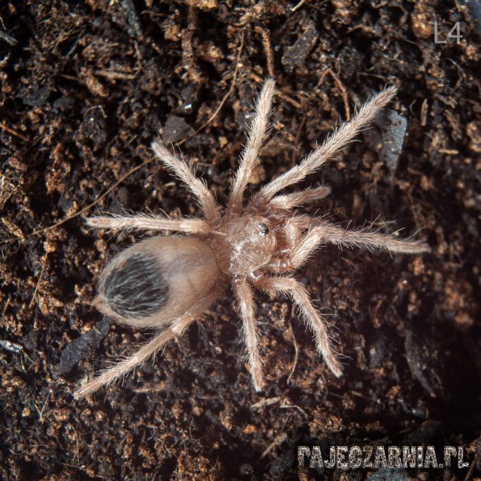 Lasiadora parahybana / Ptasznik olbrzymi - Kudłatka olbrzymia - obrazek 5