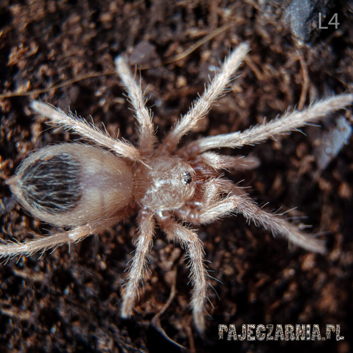 Lasiadora parahybana / Ptasznik olbrzymi - Kudłatka olbrzymia - obrazek 6