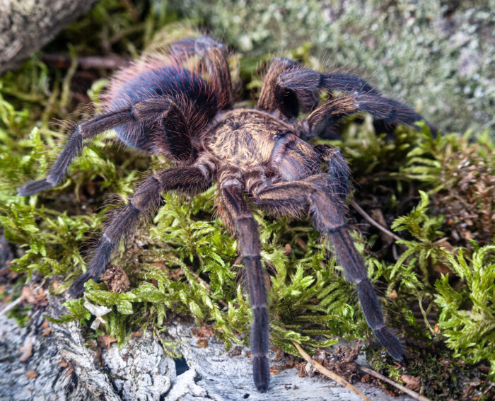 Phormictopus auratus / Ptasznik złocisty