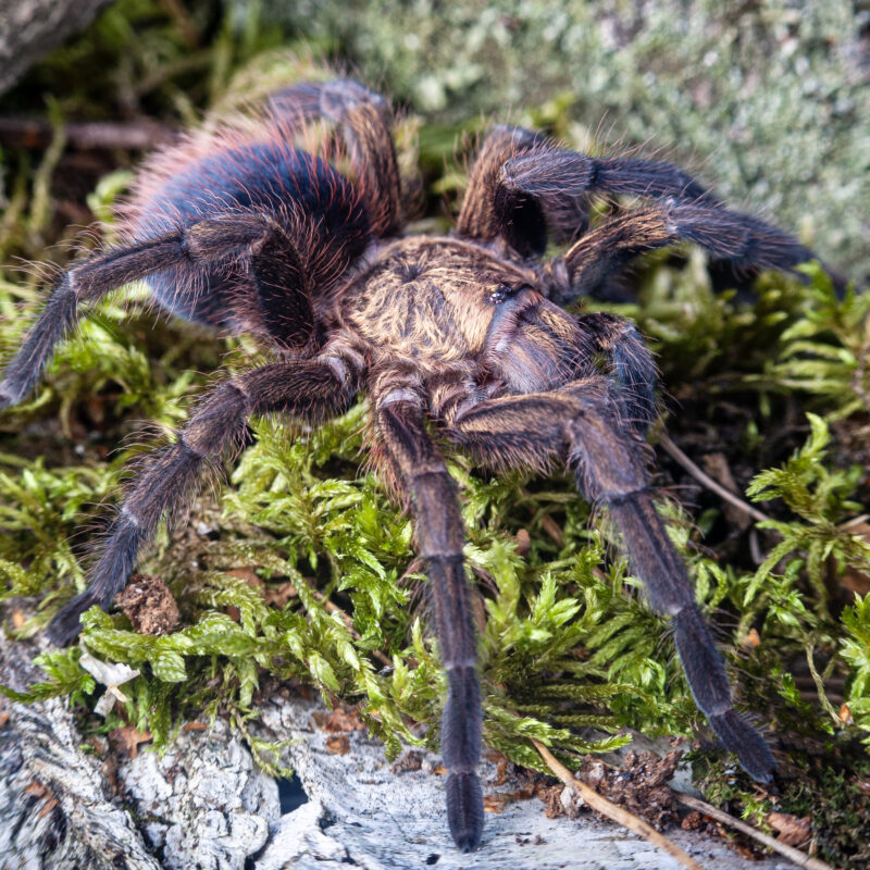 Phormictopus auratus / Ptasznik złocisty
