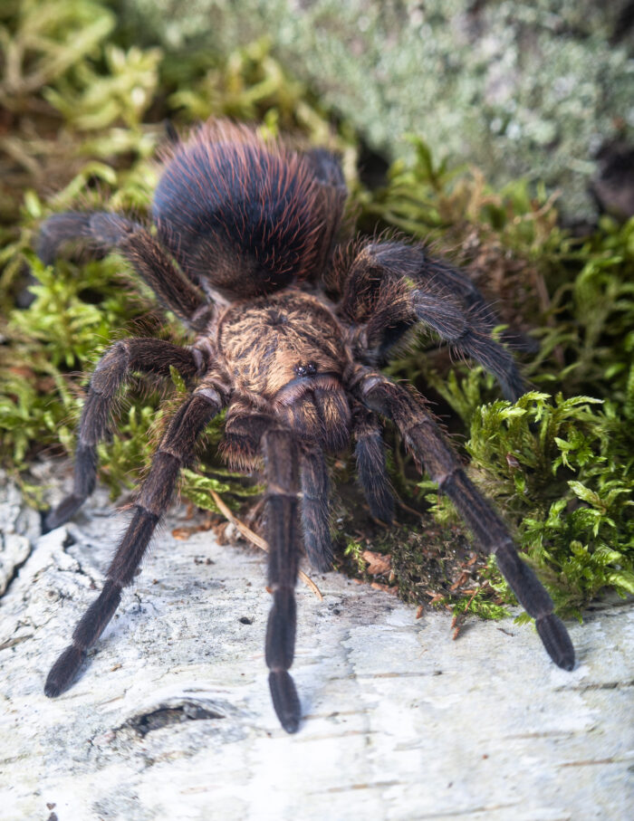 Phormictopus auratus / Ptasznik złocisty - obrazek 2