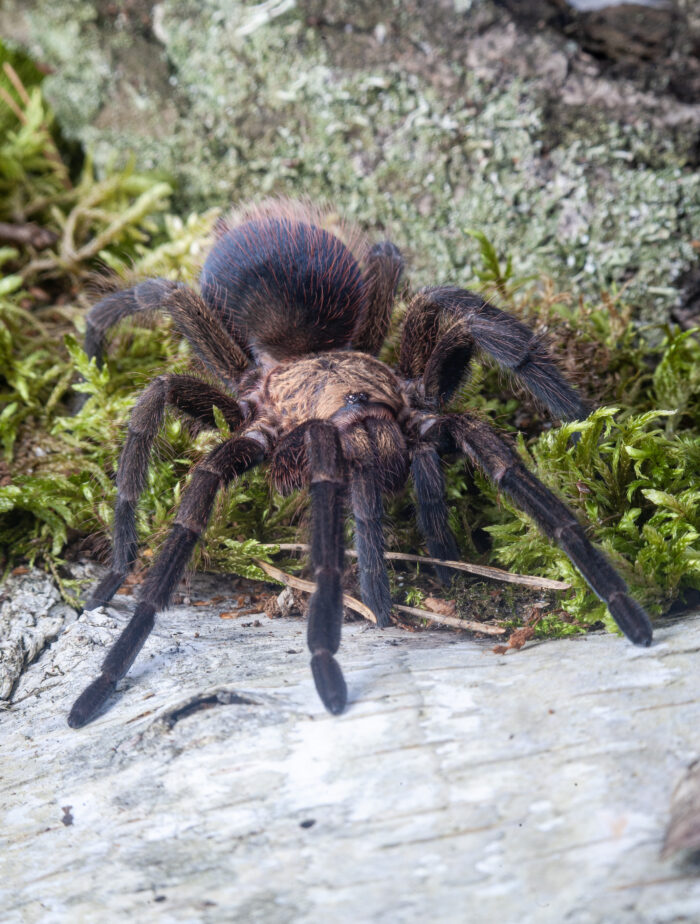 Phormictopus auratus / Ptasznik złocisty - obrazek 3